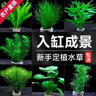 懒人水草鱼缸造景新手套餐吸盘定植水草沉木红波丁香宝塔装 饰植物