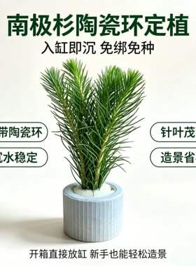 南极杉定植水草免底砂造景净水草