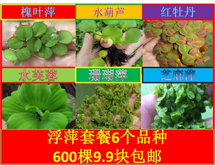 懒人鱼缸浮萍水草水葫芦芙蓉芝麻萍造景养龟鱼挺水培植物净化水质
