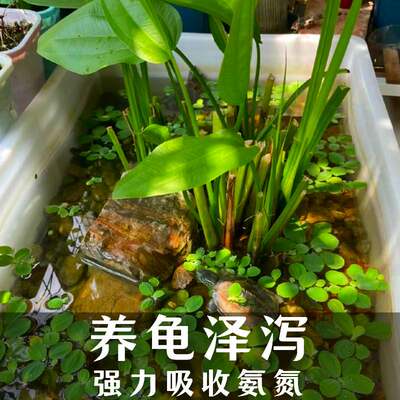 泽泻苗水生挺水型湿地花卉池塘河道绿化养龟养鱼沼泽过滤植物水质