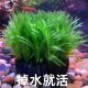 蜈蚣草大坨草鱼缸真草造景无需底沙净化增氧新手懒人阴性金鱼藻好