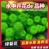 绿菊真水草新手好养中后景坨草鱼缸造景装 饰淡水阴性净水增氧植物