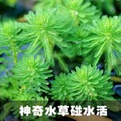 懒人狐尾藻养殖蟹水培植物鱼缸水草淡水乌龟鱼缸造景装 饰鱼塘净水