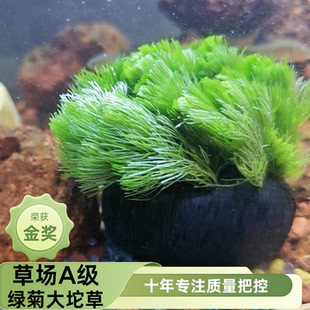 草场A级绿菊大坨草水草DIY造景易养观赏植物生态鱼缸新手净水好养