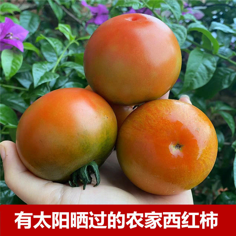 广西桂林农家自种新鲜西红柿自然成熟非大棚种植露天蔬菜生吃柿子