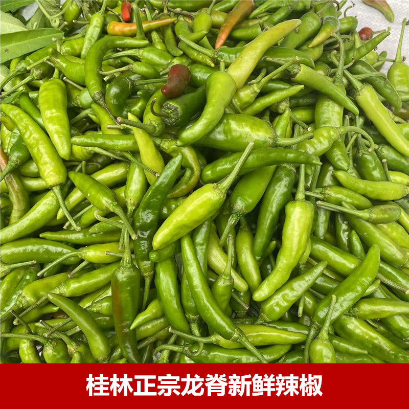 广西桂林特产正宗龙胜新鲜龙脊辣椒青辣椒 农家自种辣椒