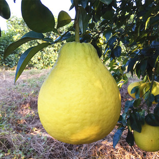 正宗江永香柚子永州老树沙田柚子非梅州容县蜜柚子包邮