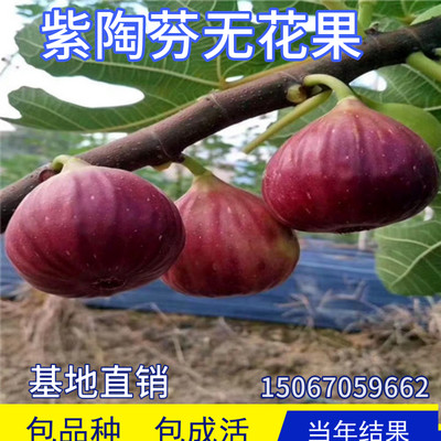 紫陶芬无花果包活包结果现挖发货