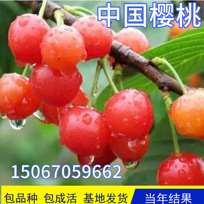 中国樱桃包活包结果现挖发货壮苗