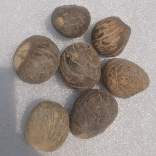 菩提子小配件橄榄核菩提配件（象牙果核雕中果）一斤装