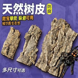 天然香槟木树皮鱼缸造景装饰水陆缸微景观爬虫躲避雨淋缸背景包邮