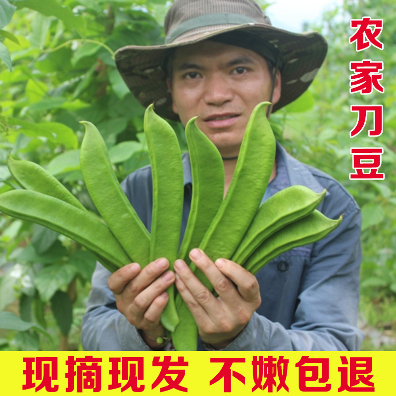 湖南农家自种新鲜刀豆