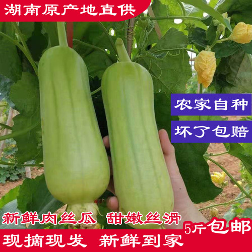 现摘现发农家自种白玉丝瓜