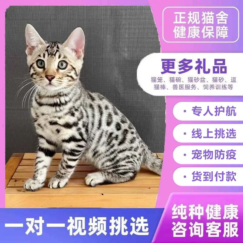香港澳门发货银雪豹孟加拉虎斑豹猫短毛猫幼崽不掉毛宠物阿比猫咪