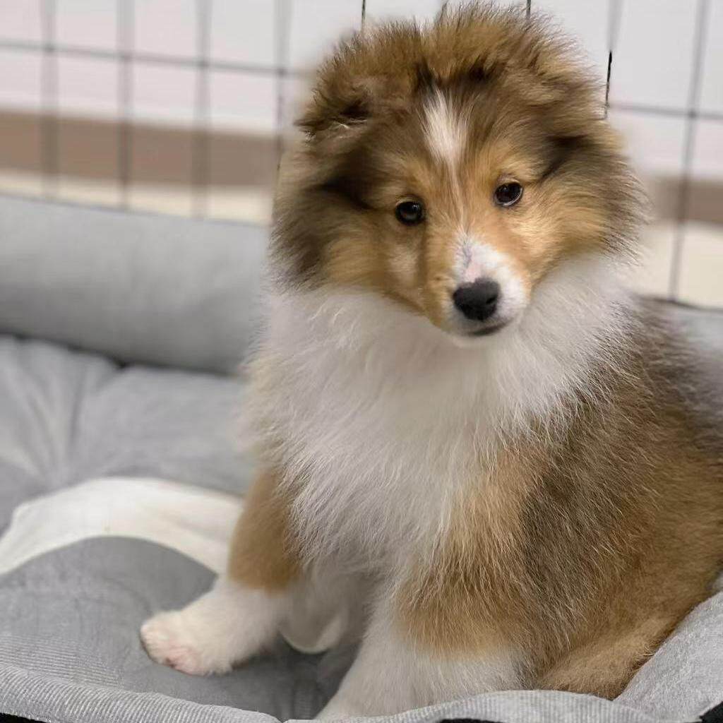 香港澳门发货苏格兰牧羊犬幼崽活体中型苏牧犬家养喜乐蒂宠物狗狗