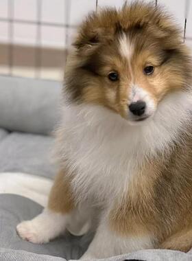 香港澳门发货苏格兰牧羊犬幼崽活体中型苏牧犬家养喜乐蒂宠物狗狗