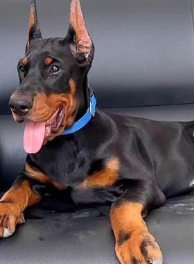 香港发货美系德系立耳杜宾犬幼犬幼崽大型护卫军犬警犬活体宠物狗