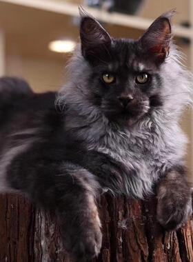 银虎斑长毛缅因猫幼崽库恩宠物挪威森林猫