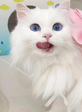 香港猫舍山东临清异瞳白色狮子猫幼崽鸳鸯眼蓝眼睛宠物长毛高地猫