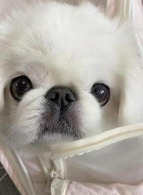 香港发货白色京巴犬幼崽小型犬哈巴狗狮子狗北京公主犬活体宠物狗