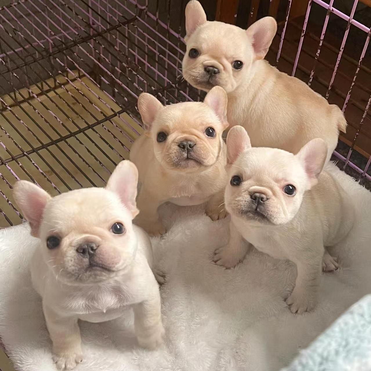 香港澳门发货纯种黑白法斗幼犬法国斗牛犬幼崽活体小型宠物哈巴狗