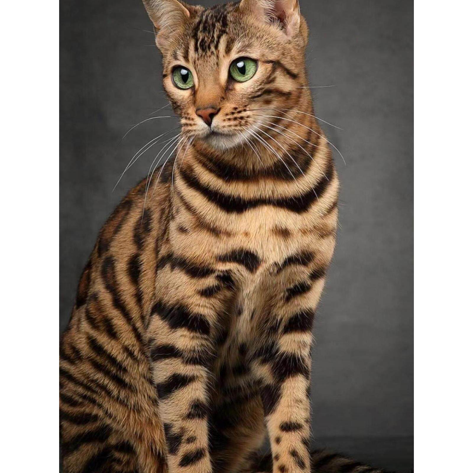 香港发货纯种孟加拉豹猫幼崽活体幼猫金豹玩具虎宠物猫雪豹短毛猫