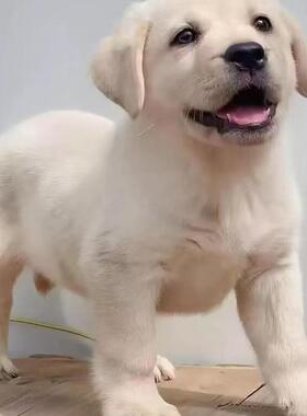 香港发货纯种拉布拉多幼犬奶白黑色拉布拉多导盲犬神犬小七宠物狗