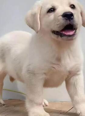 香港发货纯种拉布拉多幼犬奶白黑色拉布拉多导盲犬神犬小七宠物狗