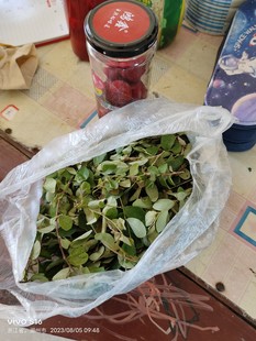 后去山上剪枝条继木树枝 继木枝条白花继木枝条25一斤付款