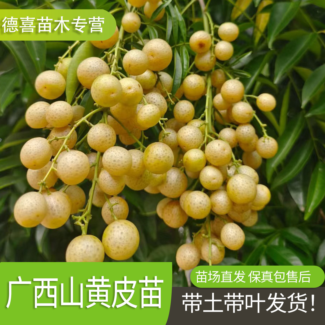 广西山黄皮嫁接苗鸡皮果苗盆栽岭南佳果厨房大料叶子做调味料免邮