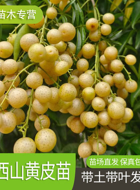 广西山黄皮苗鸡皮果苗嫁接果苗