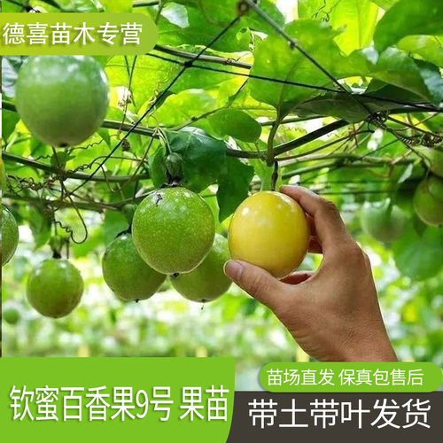 钦蜜9号黄金百香果嫁接苗树苗