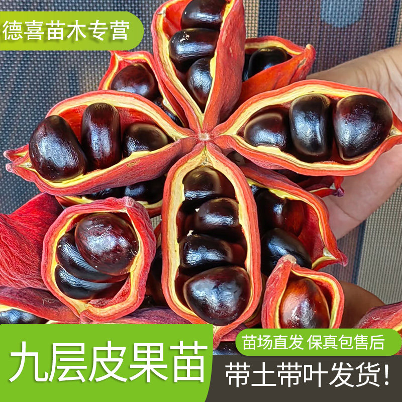 精品九层皮凤眼果树苗嫁接苗凤眼果苗盆栽地栽南北方种植当年结果