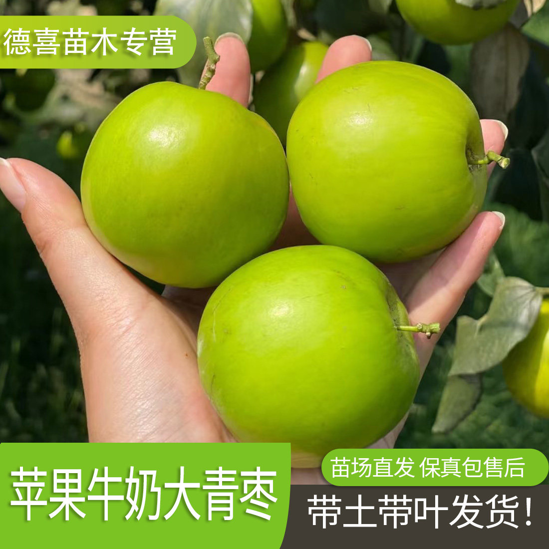 牛奶枣树活苗嫁接特大大青枣树