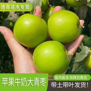 台湾大青枣树苗活苗蜜丝枣牛奶枣树南北方种植盆栽地栽甜脆果树苗
