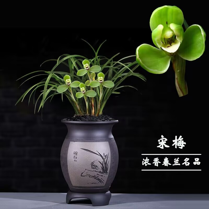 春兰宋梅浓香型带花苞发货细叶花