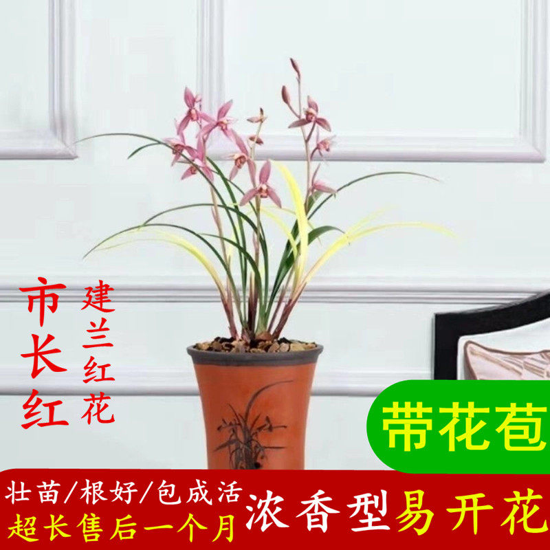 建兰市长红花四季带花苞发货浓香型室内好养新手各种名贵绿植卉草