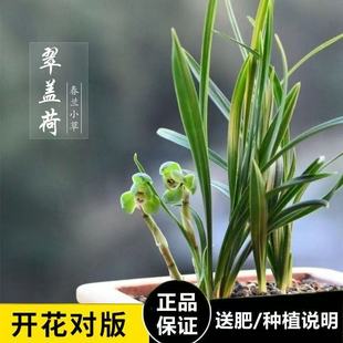 春兰翠盖荷瓣带花苞发货浓香型室内各种名贵绿植卉兰花苗细叶矮种