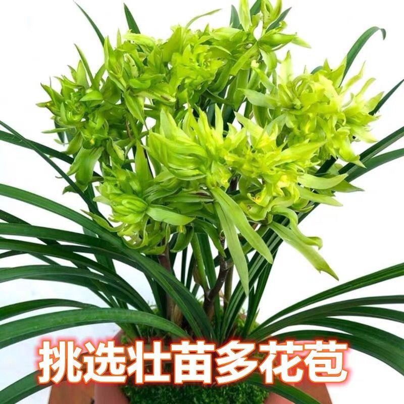 春兰花开富贵浓香型带花苞发货兰花苗盆栽室内客厅阳台奇花卉绿植