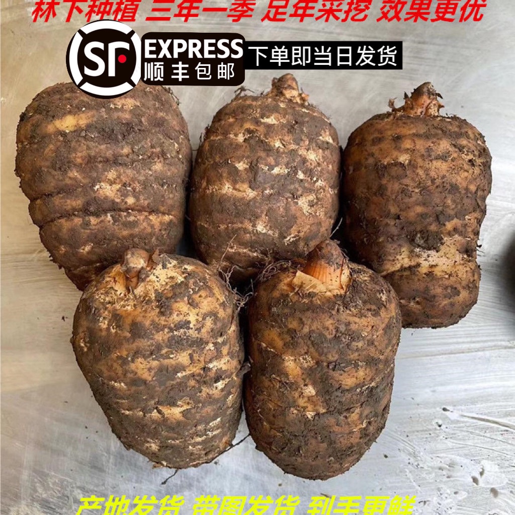 【顺丰包邮】正品昭通天麻新鲜云南小草坝野生特级乌天麻500g官方