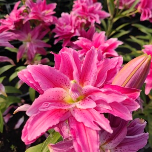 进口香水东方百合花种球根开花重瓣易活室内外庭院盆栽多头对版