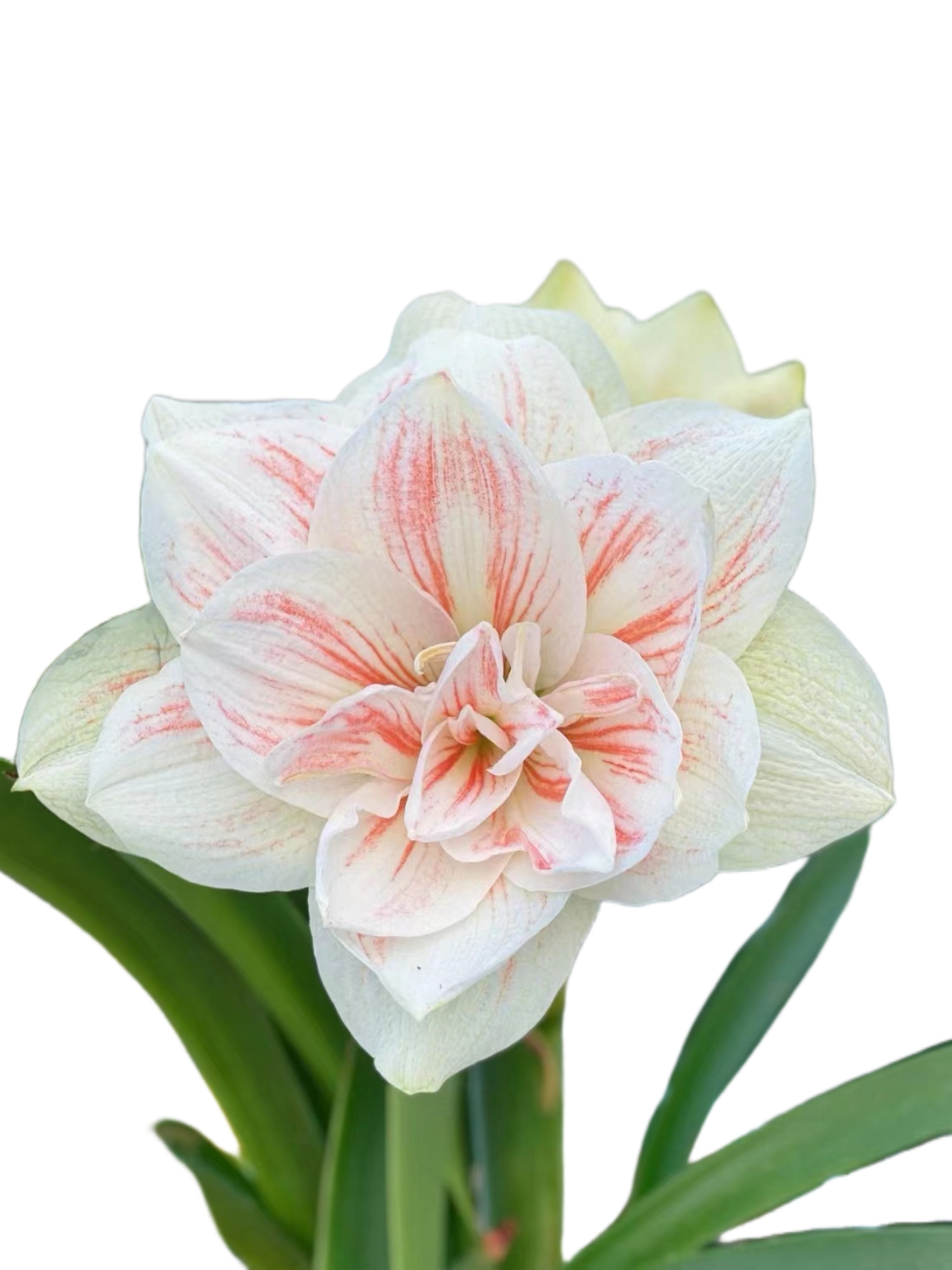 重瓣荷兰朱顶红仙女妮芙小苗对版