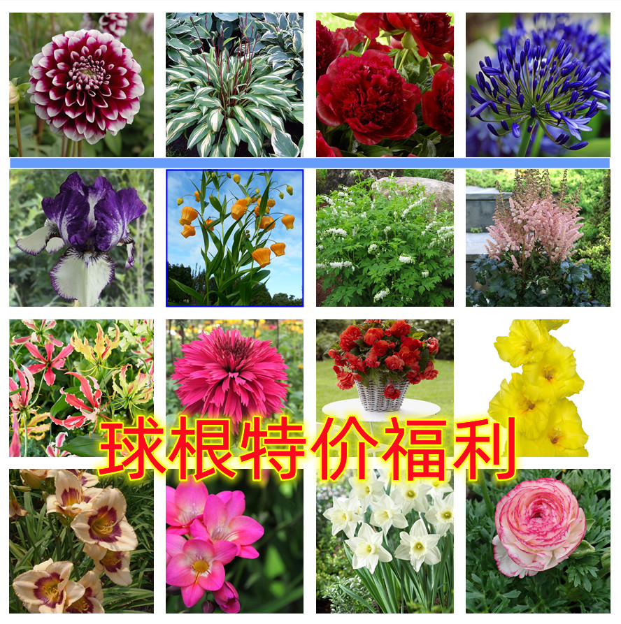 进口彩叶芋特价玉簪嘉兰百合洋水仙香雪兰马蹄莲葡萄风信子花毛茛