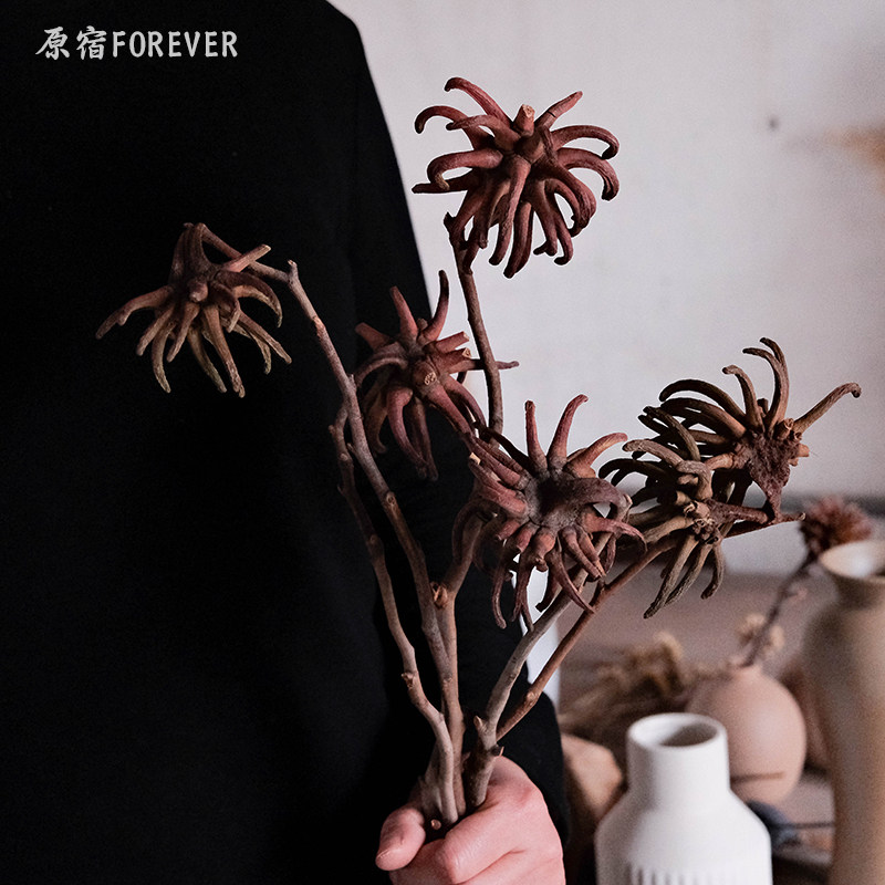 诧寂风天然真花进口干花龙爪果干枝民宿特色艺术装饰植物桌面摆设
