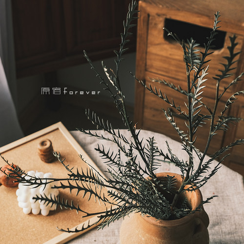 天然风干羊齿叶干花花环客厅软装