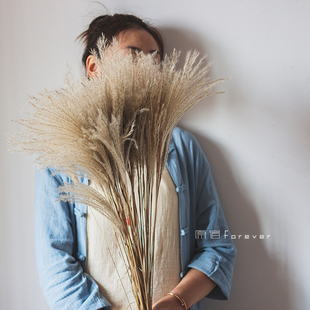 野生小芦苇干花家居民宿装饰摆设橱窗婚庆舞台场景布置装扮拂尘花