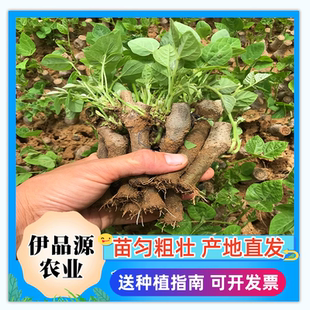 高产葛根苗绿色蔬菜粉葛苗产地直发藤本植物易种植量大从优包邮