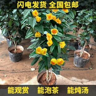 防城金茶花盆栽庭院室内金花茶名贵黄色茶花树苗耐寒茶花带花苞