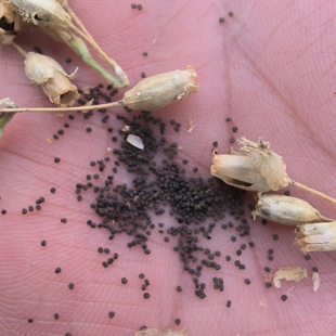 蔓茎蝇子草种子毛萼麦瓶草种子干燥好品质家庭园艺种子科研种子