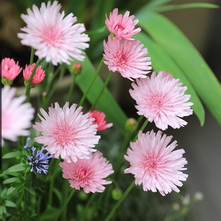 桃色蒲公英种子包邮，还阳参花籽。超级巨大蒲公英，鸦葱婆罗门参